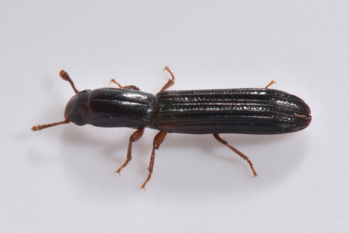 Zopheridae: Colydium elongatum, femmina e maschio